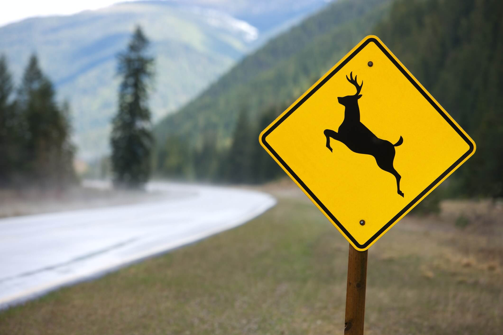 caution wildlife crossing road