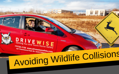 New Driver Safety Tips: Avoiding Wildlife Collisions